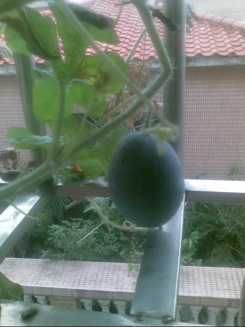 阳台吃瓜搞笑时刻,欢乐无限搞笑瞬间大盘点