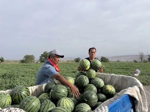 每晚吃瓜,揭秘每晚吃瓜的奥秘