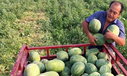卖瓜女孩吃瓜,自产自销的瓜果人生