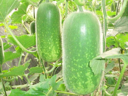 禹城吃瓜视频大全,趣味横生的民间美食盛宴