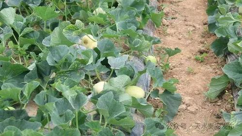 白牧吃瓜,揭秘娱乐圈幕后故事