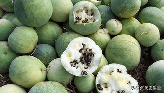 瓜子吃瓜图片,揭秘瓜子吃瓜的趣味瞬间