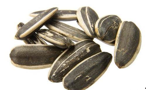 瓜子吃瓜图片,揭秘瓜子吃瓜的趣味瞬间