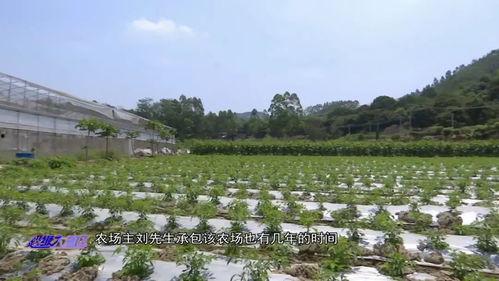 探长吃瓜湾湾,揭秘湾湾娱乐圈的幕后故事