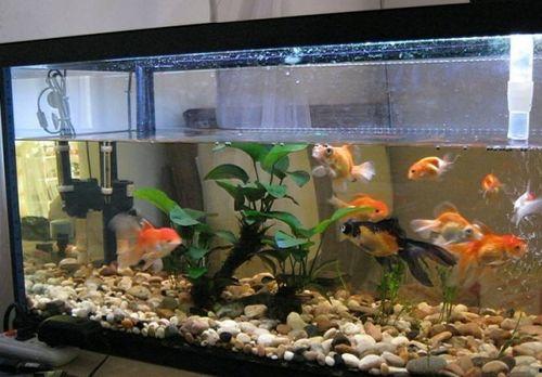 鱼缸吃瓜视频,揭秘水下生物的趣味瞬间