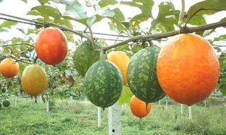 梦到吃吊瓜,探寻吊瓜的神秘魅力