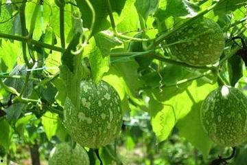 梦到吃吊瓜,探寻吊瓜的神秘魅力