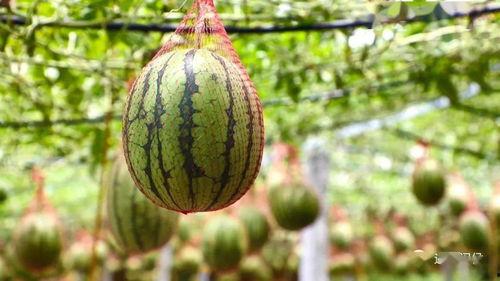 幸福湖吃瓜,瓜香四溢，共享夏日欢乐时光