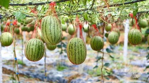 幸福湖吃瓜,瓜香四溢，共享夏日欢乐时光