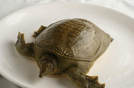 甲鱼会吃瓜了吗,学会吃瓜的奇妙转变