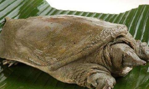 甲鱼会吃瓜了吗,学会吃瓜的奇妙转变