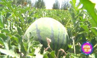 安阳镇吃瓜比赛,一场别开生面的吃瓜盛宴