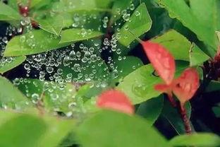 小暑吃仨瓜是,品味三瓜养生之道