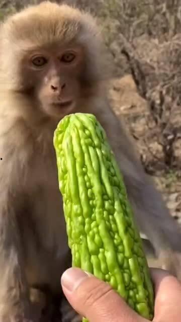 猴吃瓜怎么吃,猴吃瓜的趣味吃法揭秘