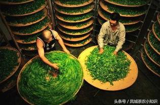 潮汕卖茶叶吃瓜