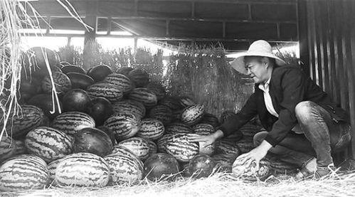 清河吃瓜群众事件,一场网络舆论的风暴与反思