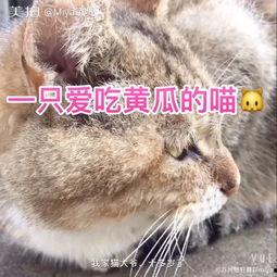 喵哥带你吃瓜,喵哥带你领略娱乐圈最新“吃瓜”盛宴