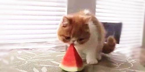 喵哥带你吃瓜,喵哥带你领略娱乐圈最新“吃瓜”盛宴