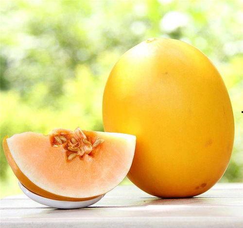 小蜜瓜是春天可以吃吗,小蜜瓜的甜蜜时光